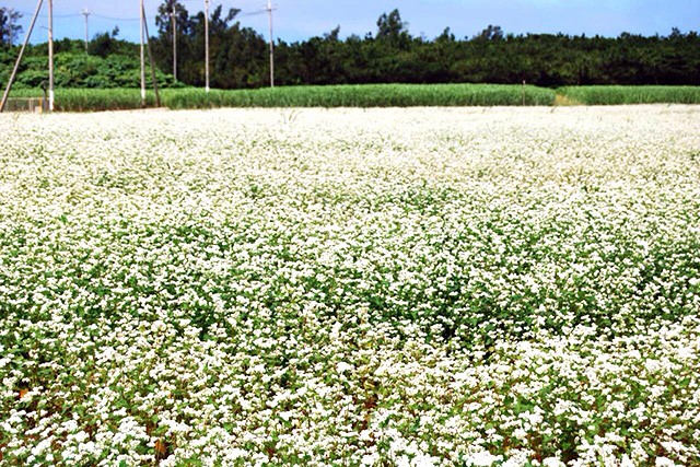 自家製そばには宮古島で育てられた無農薬のそば粉