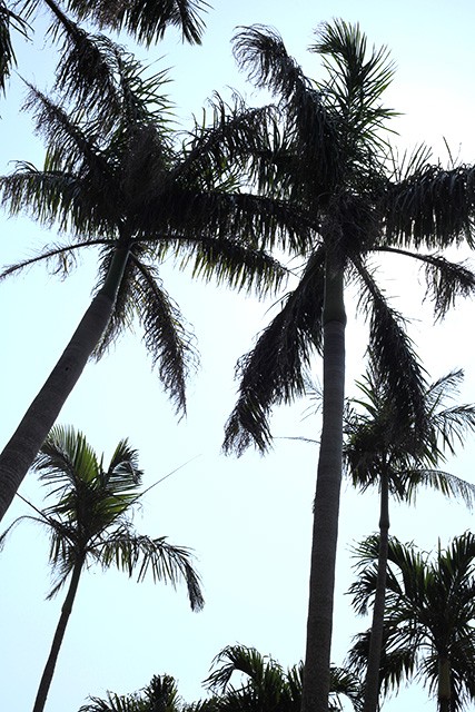 宮古島の椰子の木
