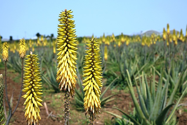 アロエベラの花