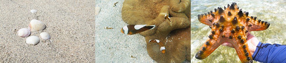 ユニの浜散策で出会った海の生物