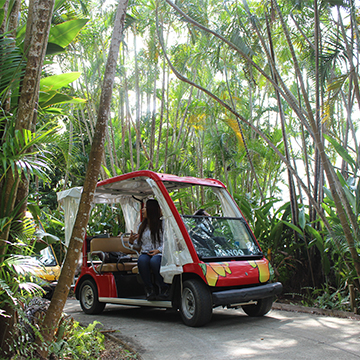 熱帯果樹園カートツアー