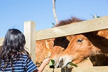 A family trip to Miyakojima