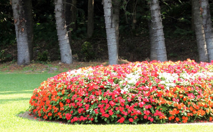 花＊花 Miyakojima