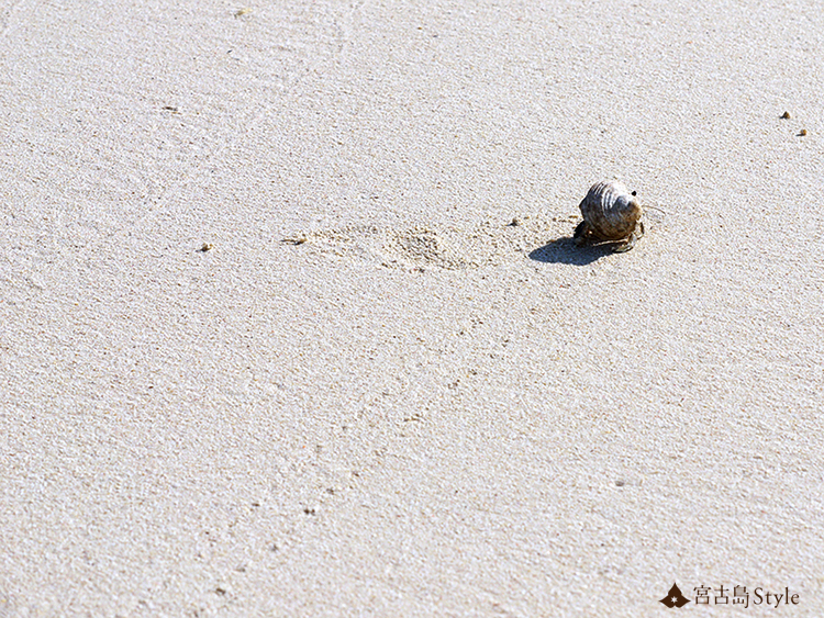 白い砂浜に足跡を残す可愛いヤドカリ その可愛さに癒やされる 沖縄 宮古島style
