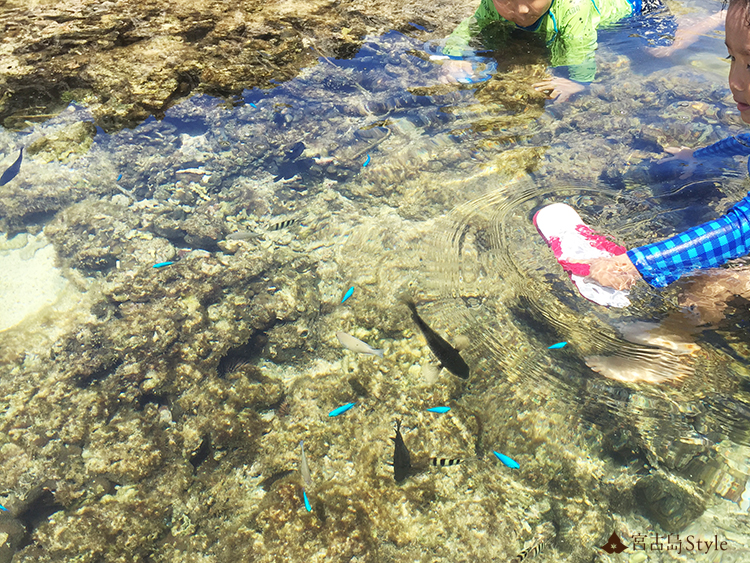 宮古島浅瀬の魚たち