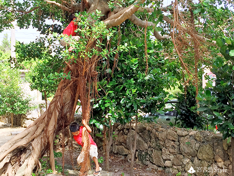 ガジュマルの木に集まる子供達 きっと精霊キジムナーが遊んでくれているのだろう 沖縄 宮古島style