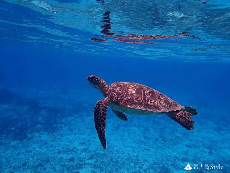 豊かの自然の残る宮古島 その海は様々な命を抱えた水族館 沖縄 宮古島style