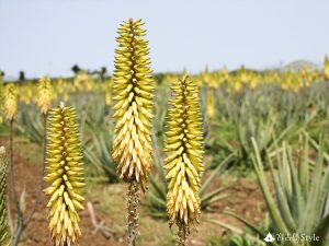 皆が知っているアロエ でも花は見たことないのでは 沖縄 宮古島style 皆が知っているアロエ でも花は見たことないのでは 沖縄 宮古島style